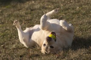 labrador pallina fotografia