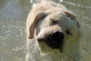 ritratto cane acqua labrador cinofilia