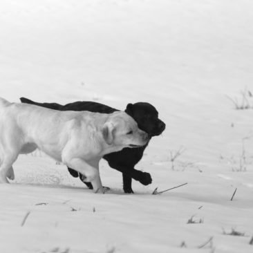 labrador fratelli nella neve
