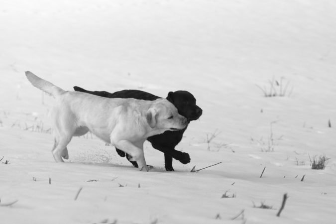 labrador fratelli nella neve
