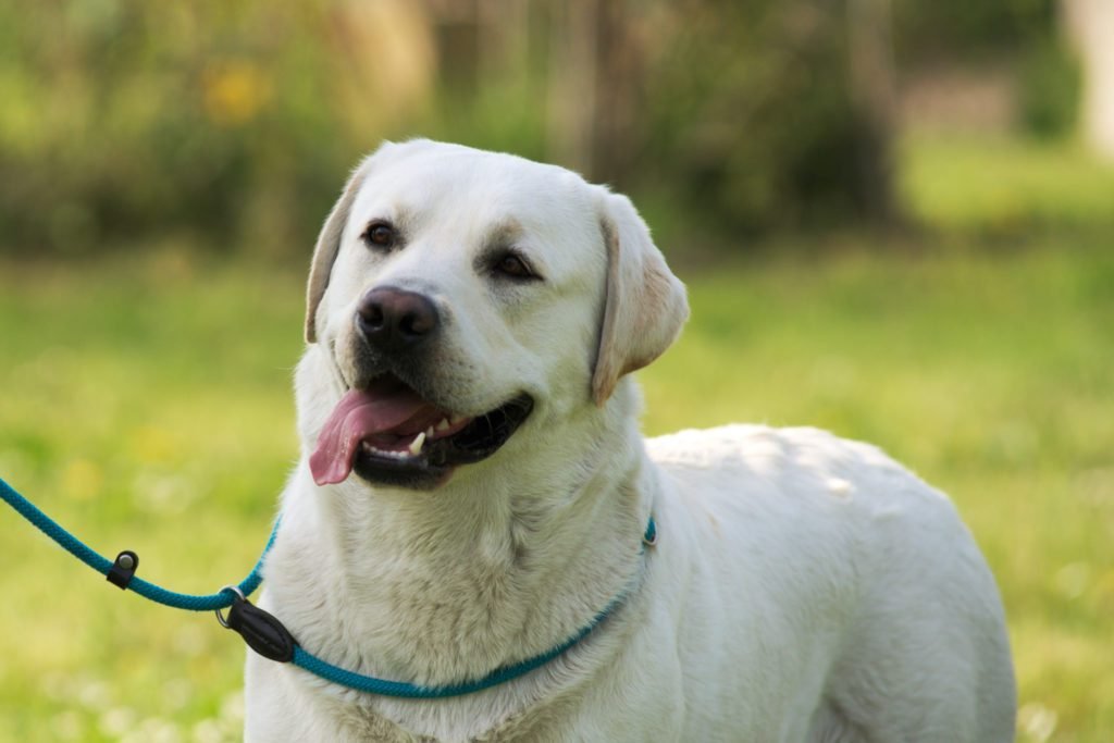 testa labrador giallo