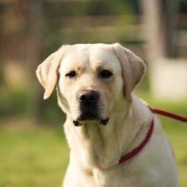 Dog Boarding In Hyderabad Puppies Sale In Hyderabad Stud