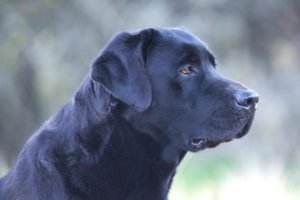 foto nitide del tuo cane labrador nero
