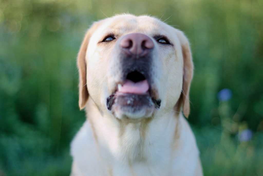 testa labrador giallo femmina