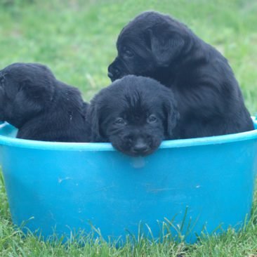 cuccioli di labrador nero