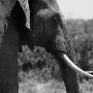 elefante tsavo est in bianco e nero